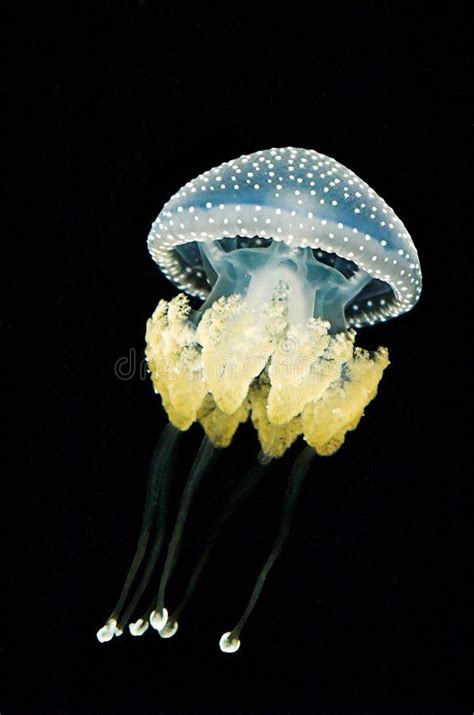 Photo About Australian Spotted Jellyfish Image Of Glowing Pyllorhiza