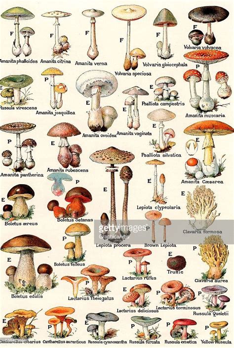 Wild Mushroom Identification Chart