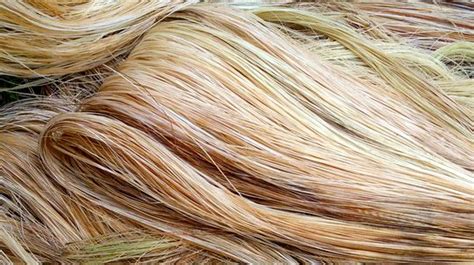 Abaca Exports Fall In Jan July On Lower Demand