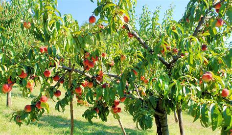 Late Peaches Trees To Plant Peach Trees Peach