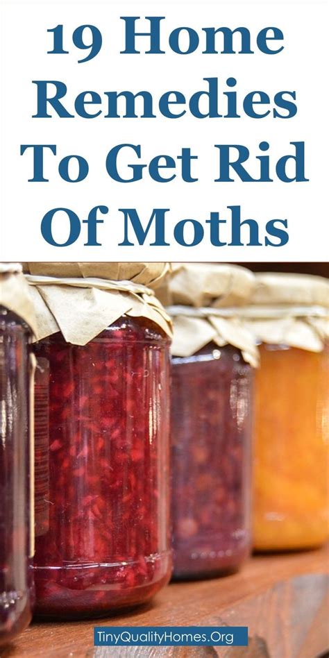 How can i get rid of moth flies from my room? 19 Home Remedies And Moth Repellents To Get Rid Of Moths ...