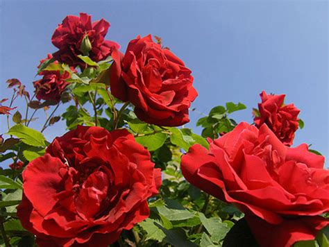 Hơn 300 Hình ảnh Cây Hoa Hồng đẹp Tự Trồng