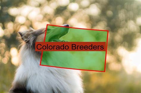 Reputable Collie Breeders In Colorado In 2023 Prices Of Their Puppies