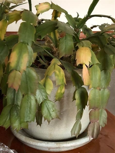 You may have heard that you can get water from a cactus if you are ever lost and dehydrated in a desert.* sounds like a nice survival tip to store away, but is it really that easy? Reddit - gardening - Why does my Christmas Cactus seem ...
