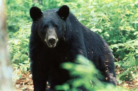 Black Bears Returning To Texas Including In The Hill Country