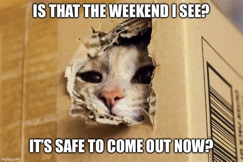 Is It The Weekend Meow Imgflip