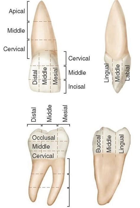 Dentaltown Dentalanatomy Dental Anatomy Dental Dental Hygenist