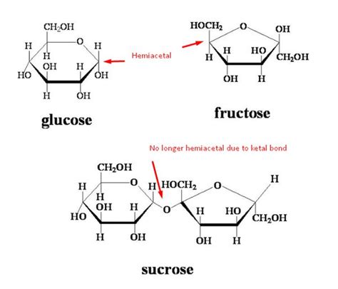 Why Sucrose Is Not A Reducing Sugar Fiona Pullman