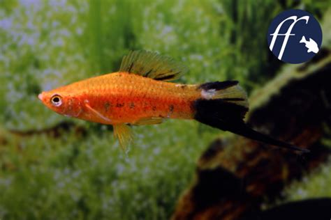 A Visit To The Berlin Swordtail In Its Home City
