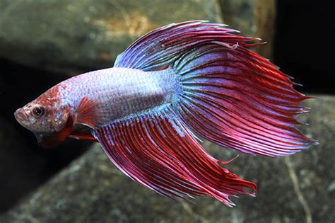 Giant Betta Male Large