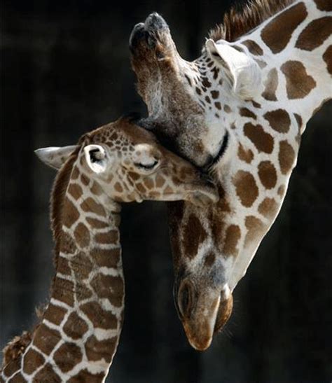 Giraffes The Worlds Tallestand One Of Its Cutest Baby
