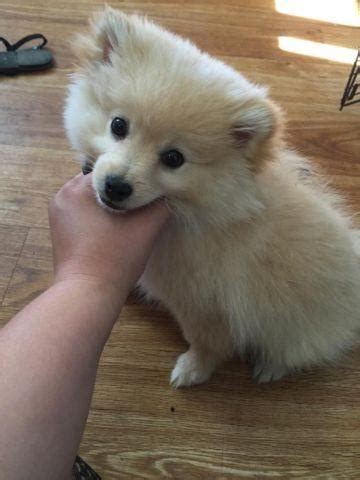 Find puppies for sale in medford, oregon! Pomeranian puppy for Sale in Medford, Oregon Classified ...