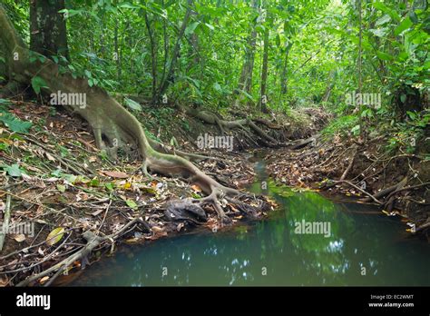 Costa Ricas Lush Caribbean Jungle Stock Photo Alamy