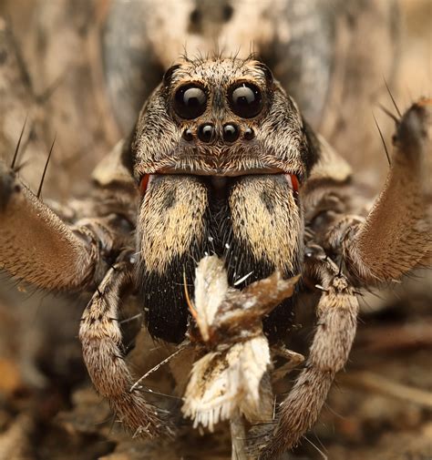 Albums 94 Wallpaper Picture Of A Wolf Spider Superb