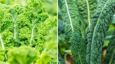 How To Grow Kale From Seeds Garden Beds
