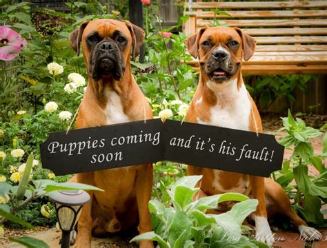 Our Puppy Announcement Pregnant Dog Puppy Announcement Dog Photoshoot