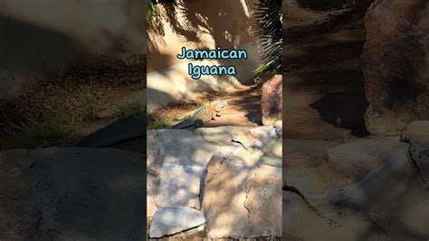 Jamaican Iguana At San Diego Zoo Sandiegozoo Iguana Rare Shorts