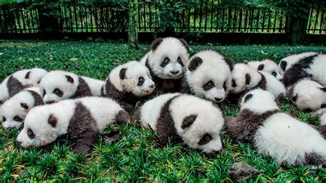 Cute Baby Pandas Desktop Wallpapers Top Free Cute Baby Pandas Desktop
