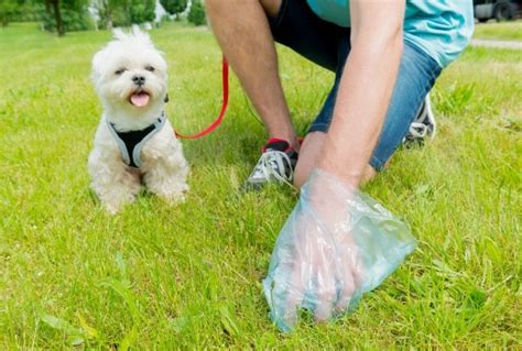 8 Essential Tips For Picking Up Dog Poop Petmd
