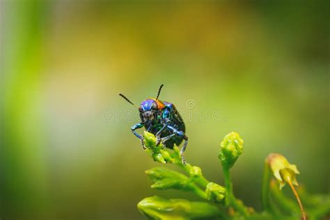 the beautiful blue milkweed beetle it has blue wings and a red head perched on a leaves after