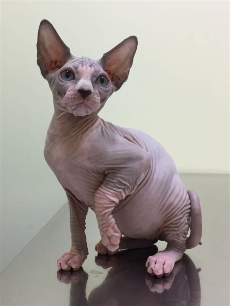 Hairlessness in cats is a naturally occurring genetic mutation; Sempre Sphynx - Sphynx Cat Breeder - Sydney, NSW