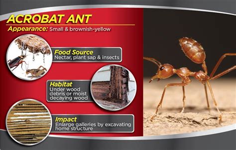 Identifying Common Ants And Their Behavior Infographic