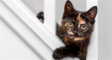 8 orange cat breeds for anyone who loves a redhead. Black and Orange Cat - Guide To The Black And White ...