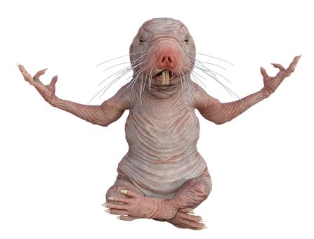 Naked Mole Rat Png Free Transparent Clipart Clipartkey Hot Sex Picture The Best Porn Website
