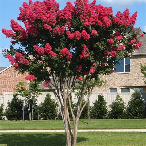 Red Crape Myrtle Tree Green Thumbs Garden