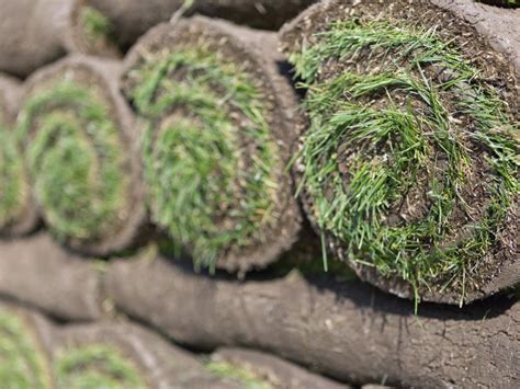 Lay the roll of lawn sod onto the bare soil surface, butting it up against any existing lawn sod. How to Install Sod | how-tos | DIY