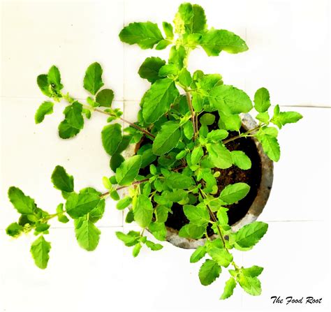 The Food Root Tulsi Holy Basil