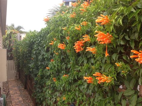 Orange trumpet vine | Plants, Trumpet vine, Garden