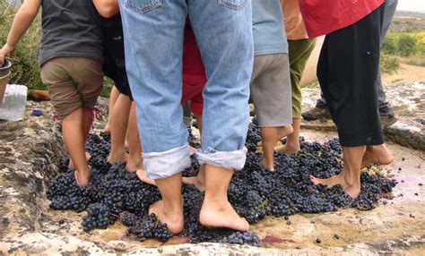 Rioja Alavesa Prepara Su Asalto Al Record Guinness De Personas Pisando
