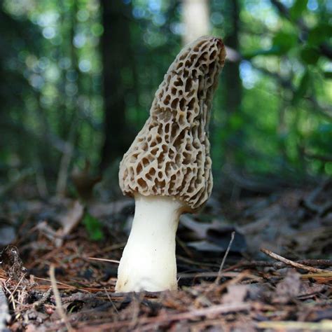 Blooms have a lovely trumpet shape and make a statement in any space. Mushroom Hunting In Wisconsin | Stuffed mushrooms ...