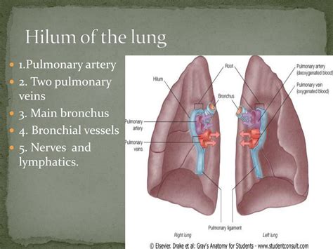Ppt Pleura And Lungs Powerpoint Presentation Free Download Id1931660