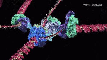 Dna Replication GIFs Find Share On GIPHY
