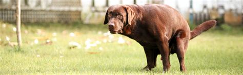 What Causes Dog Diarrhea Royal Canin Us