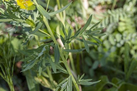 Minnesota Seasons Leafy Spurge