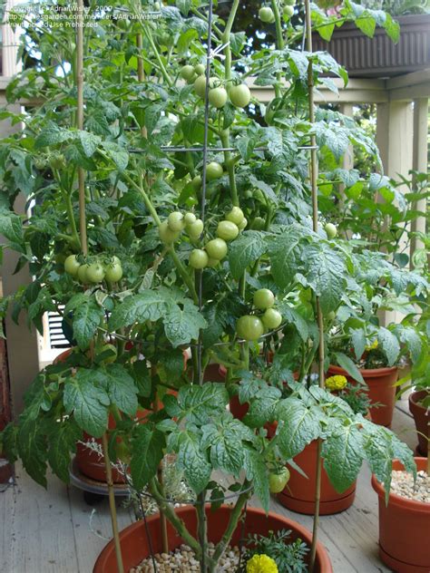 How tall does a husky cherry tomato plant get? PlantFiles Pictures: Tomato 'Husky Cherry Red ...