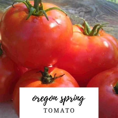 Oregon Spring Tomato Seeds Heirloom Vegetable Seed Tomato Seeds