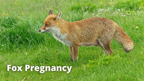 Fox Pregnant Telegraph