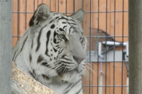 Cougar Mountain Zoo Issaquah Atualizado 2020 O Que Saber Antes De