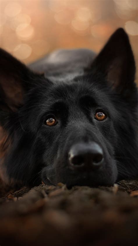 German Shepherd Black Pet Dog 4k Ultra Hd Mobile Wallpaper Download