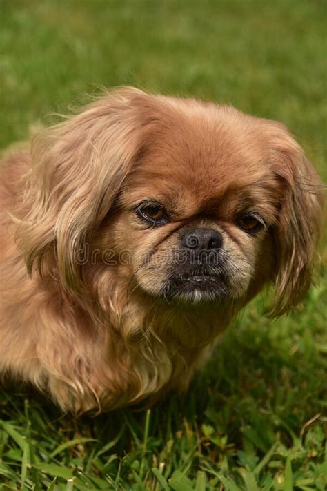 Cute Pekingese Dog Licking The Tip Of Her Nose Stock Photo Image Of