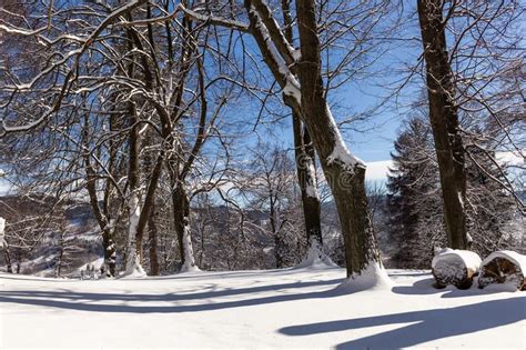 Winter Rural Landscape With Snowy Meadow And Trees Covered With Snow