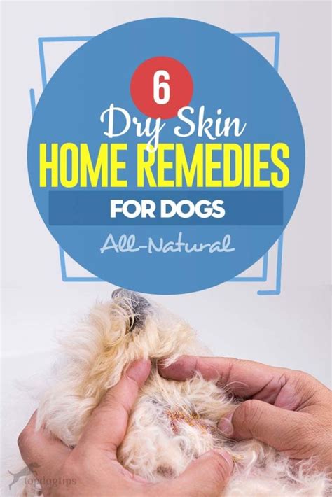 6 Recommended Dog Dry Skin Home Remedy Options All Natural We Are