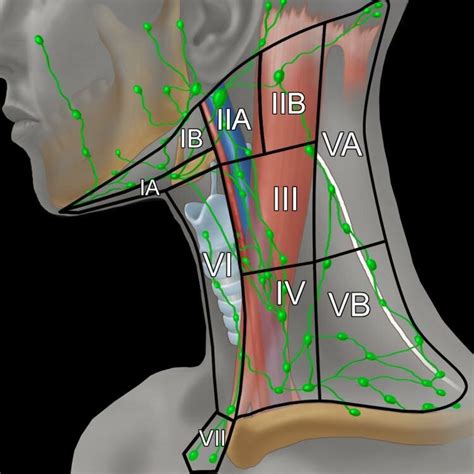 Neck Anatomy Diagram Schematic Drawing Of Transverse Section Of Neck