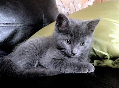 Russian Cat Kitten Cats Grey Wallpapers Kittens