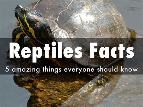 Reptiles Facts By Przemek Pietrak