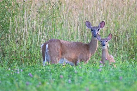 Doe And Fawn In Field Photograph By Brook Burling Pixels